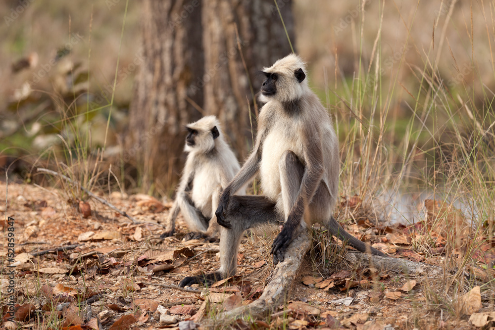Obraz premium Hanuman-Languren