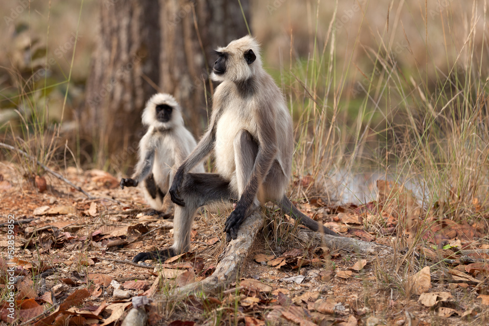 Fototapeta premium Hanuman-Languren
