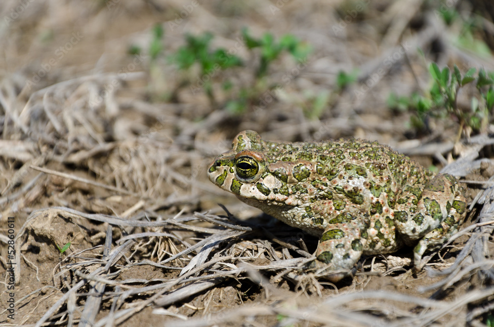 European green toad European green toad