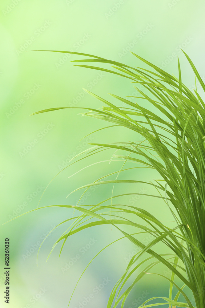 brins d'herbe verte brins d'herbe verte