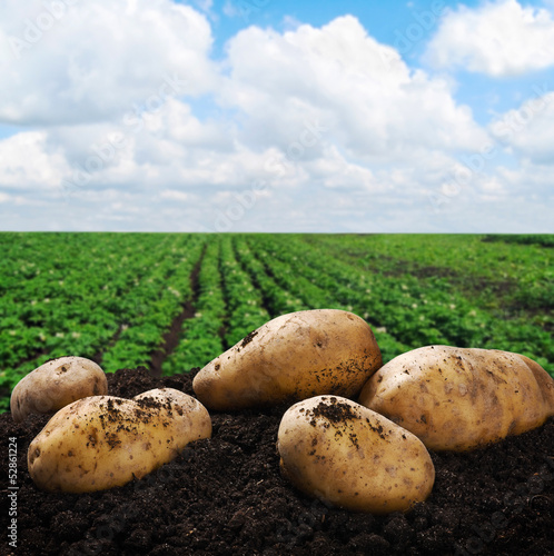 harvesting potatoes on the ground