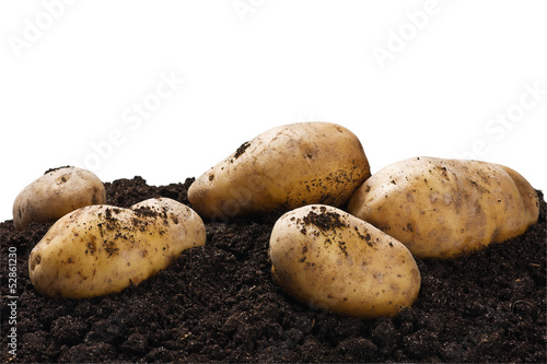 dug potatoes on the ground on a white