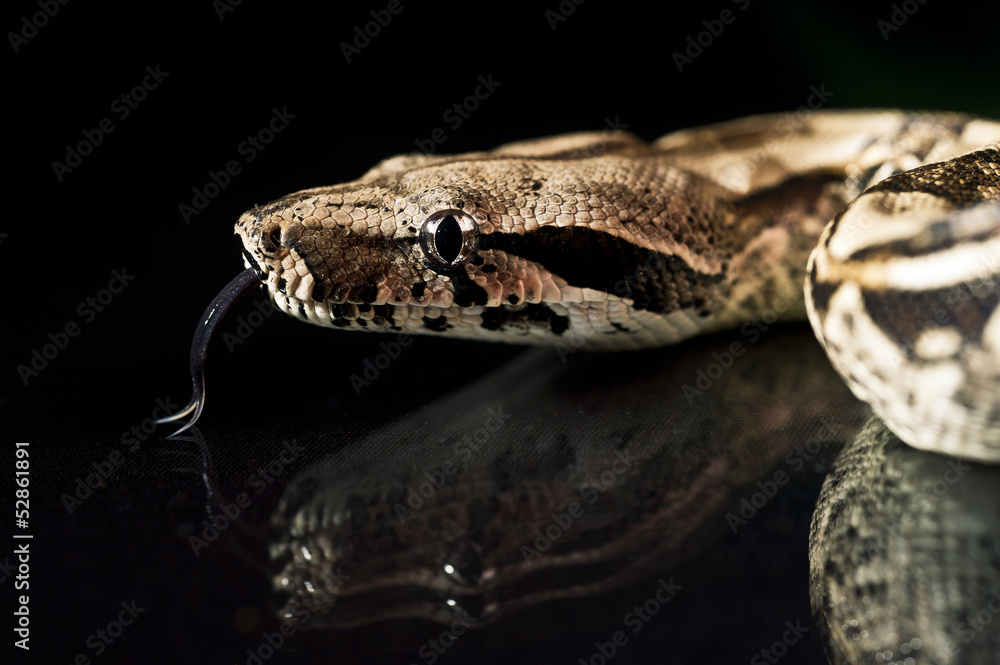 Python snake reptile close-up macro portrait on black Python snake reptile close-up macro portrait on black