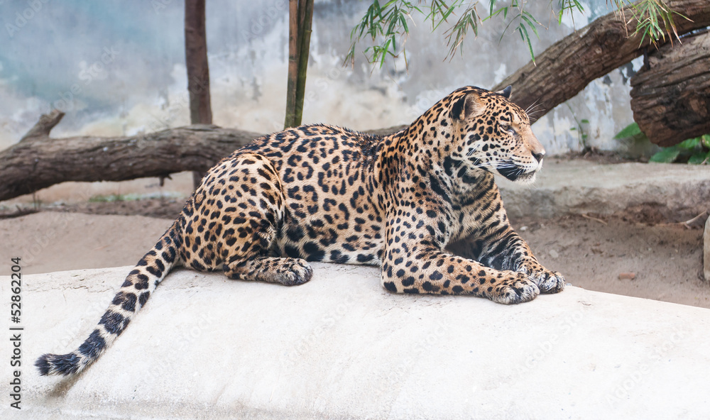 Fototapeta premium leopard lying on the rocks