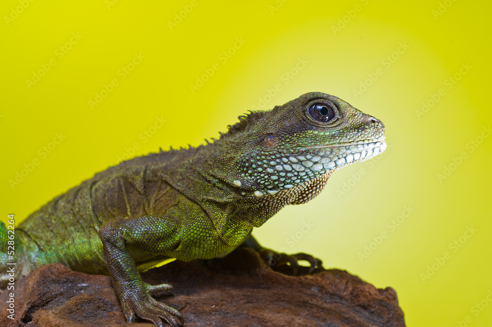 Fototapeta premium Portrait of beautiful water dragon lizard reptile sitting on a b