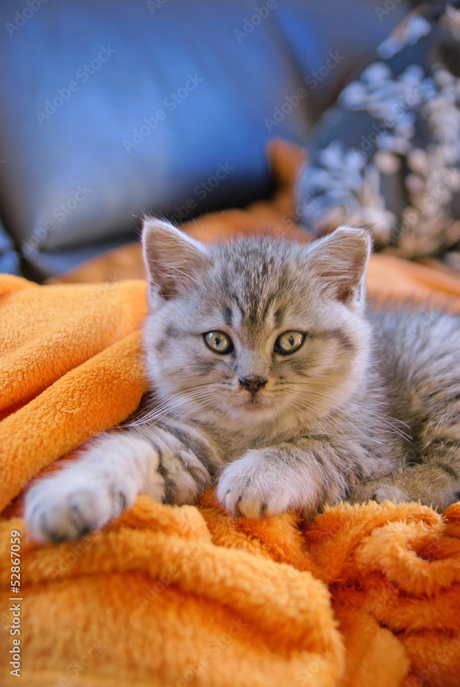 Obraz premium Little grey cat lying on an orange blanket on the couch