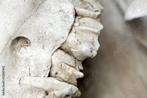 Part of a camel's skull, a few of its teeth