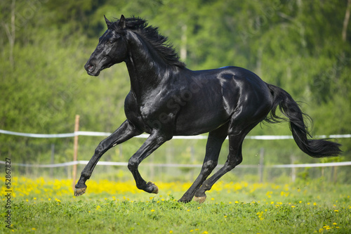 Wallpaper Mural Black horse runs gallop in summer