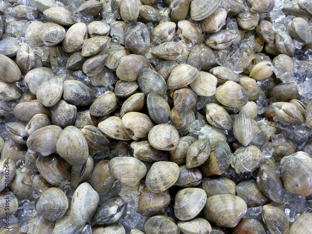 Closed Clams shells on ice Closed Clams shells on ice