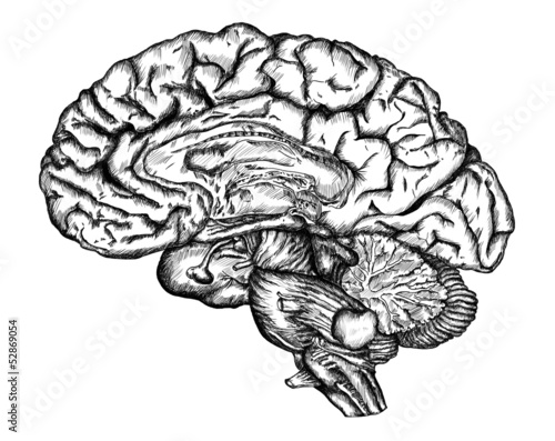 cursory drawing brain on white background