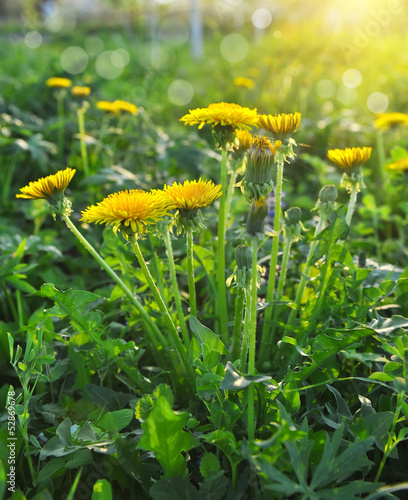Flowers of dandelion (Taraxacum officinale) are in the rays