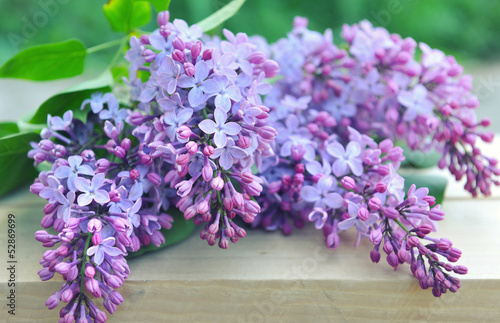 Branch of lilac on a natural background