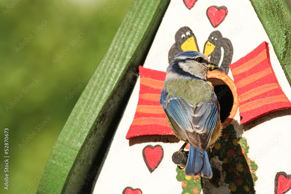 Fototapeta premium Blaumeise am Vogelhaus, blue tit