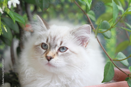 Gattina siberiana, variante neva 