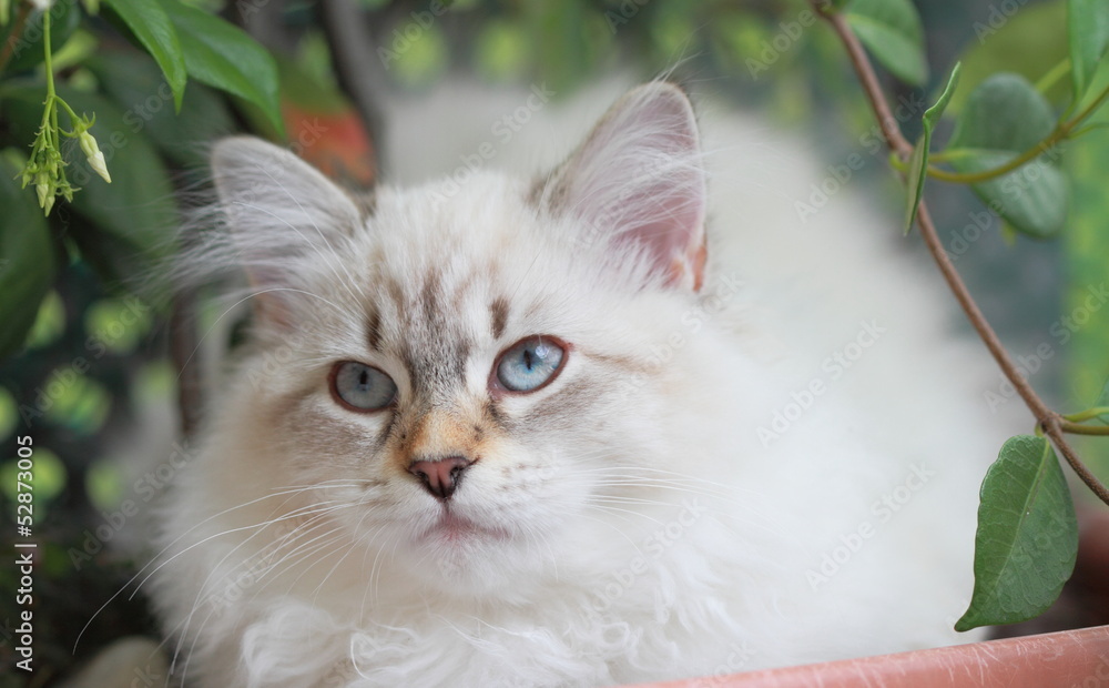 Cucciola di gatto siberiano, variante neva masquerade Stock Photo | Adobe  Stock