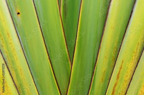 Banana tree texture