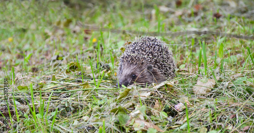 hedgehog