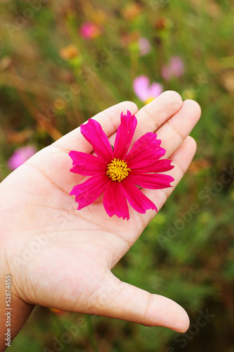 Pink flowers - in the hands of children.