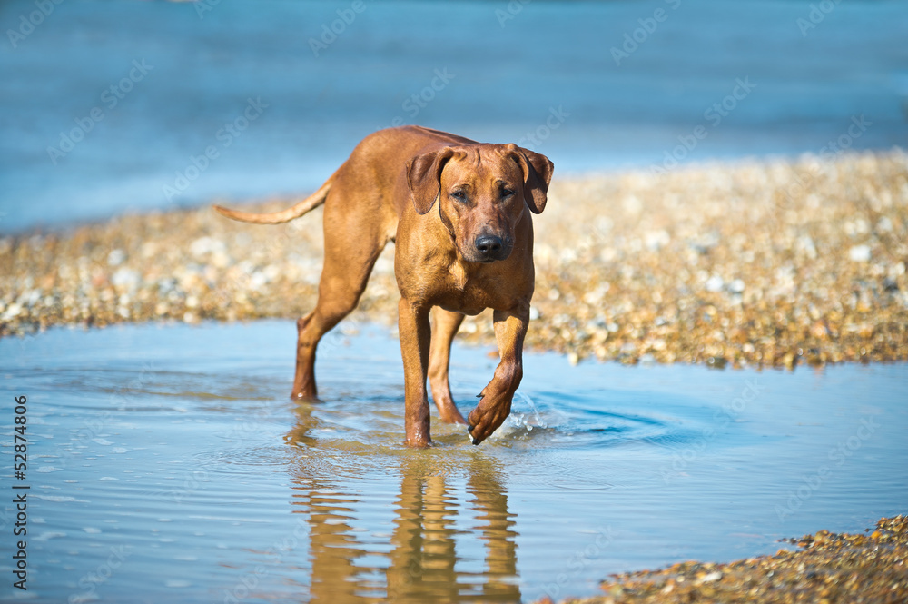 Dog at the beach