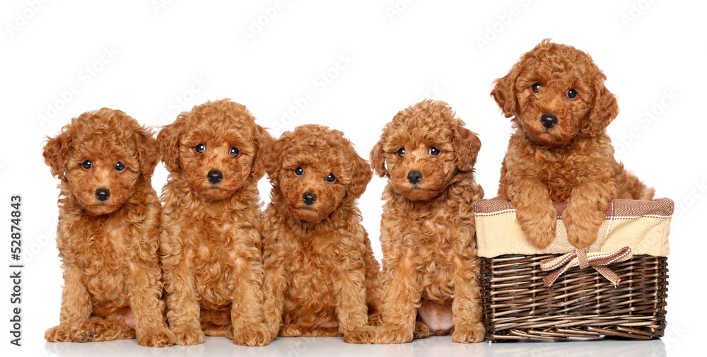 Poodle puppies with basket - obrazy, fototapety, plakaty 