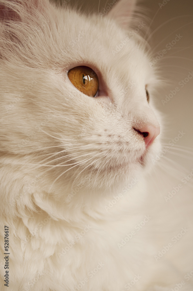 Beautiful white persian cat with copper eyes Beautiful white persian cat with copper eyes
