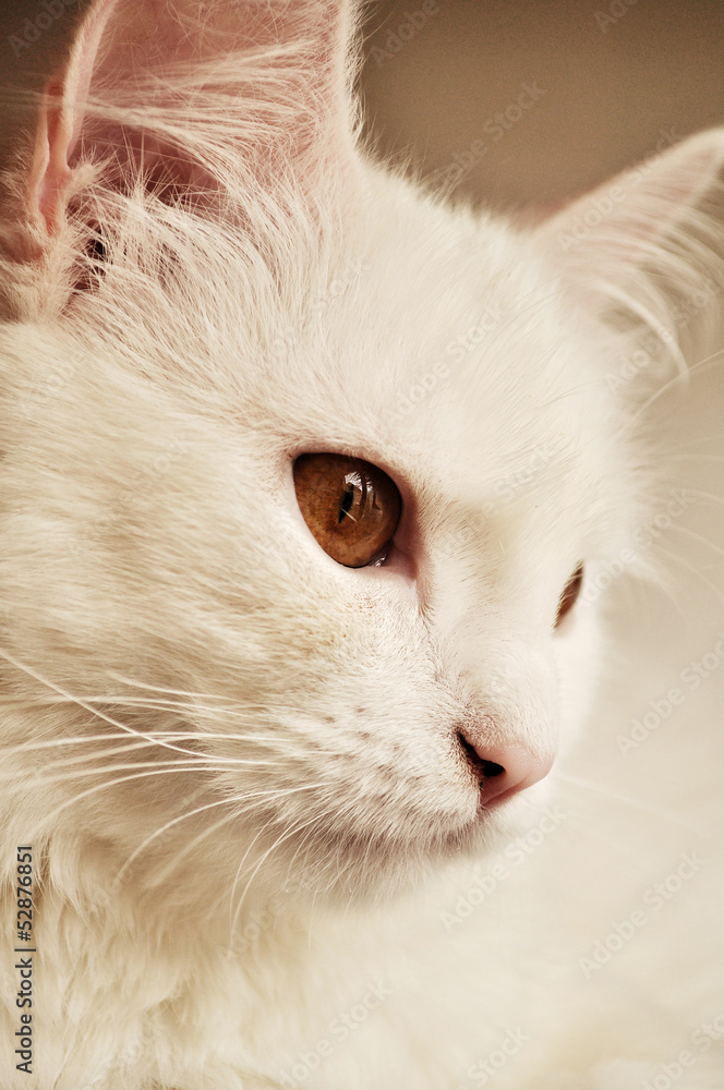 Beautiful white persian cat with copper eyes