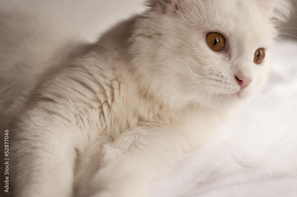 Beautiful white persian cat with copper eyes Beautiful white persian cat with copper eyes