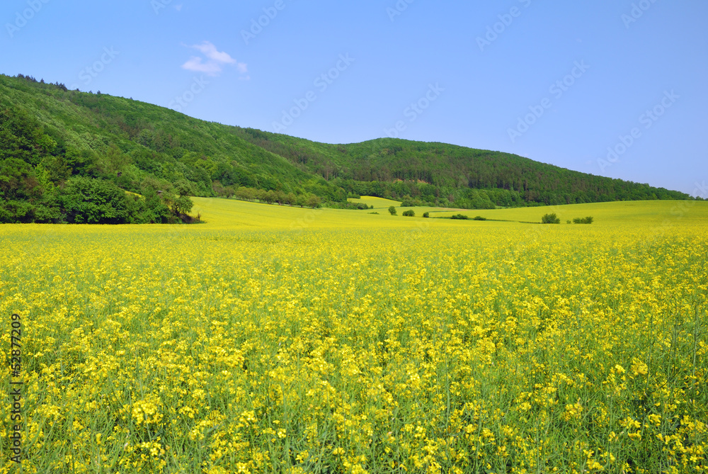Yellow field rapeseed in bloom with blue sky