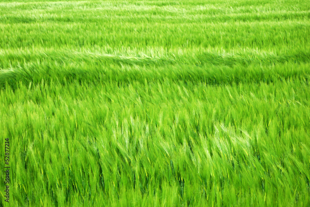 Green barley field in windy springtime Green barley field in windy springtime