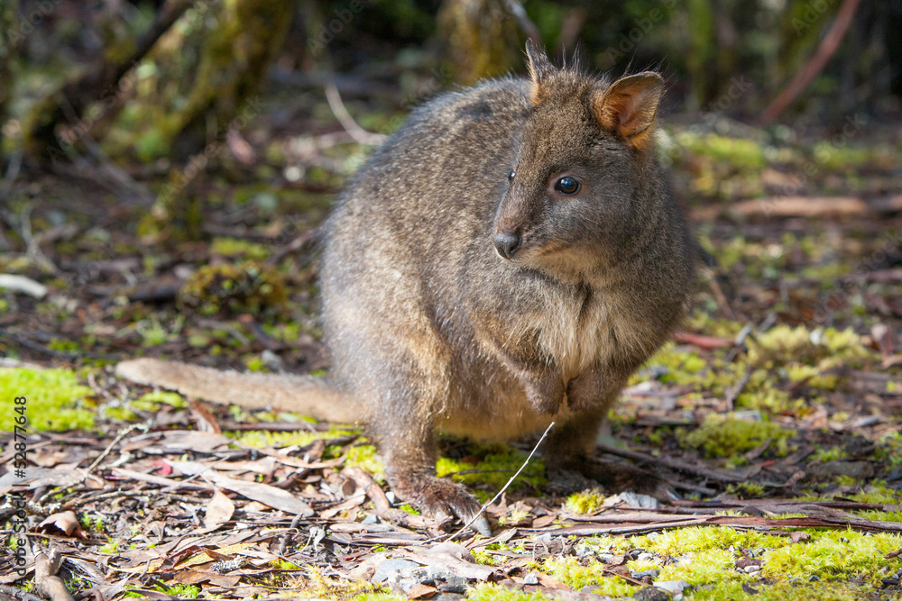 Pademelon Pademelon
