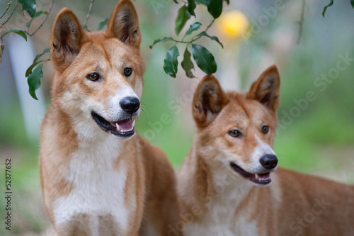 Bilde på lerret Dingoes