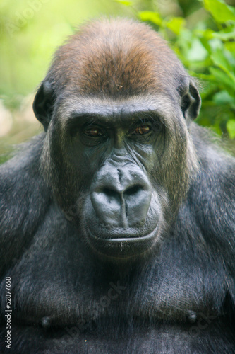 Pensive Gorilla © FiledIMAGE