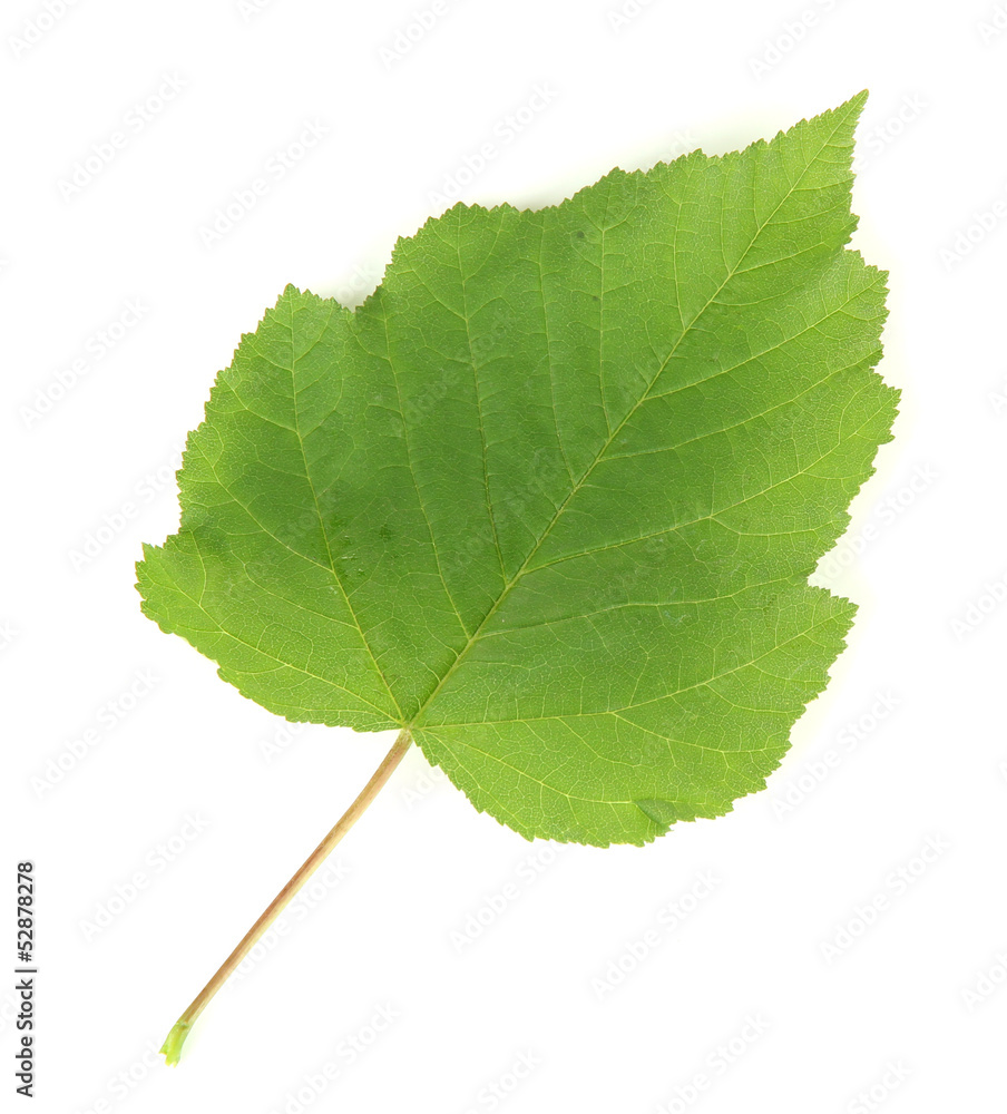 Green leaf isolated on white Green leaf isolated on white