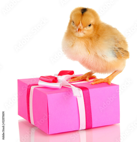 Wallpaper Mural Little chicken with gift isolated on white Torontodigital.ca