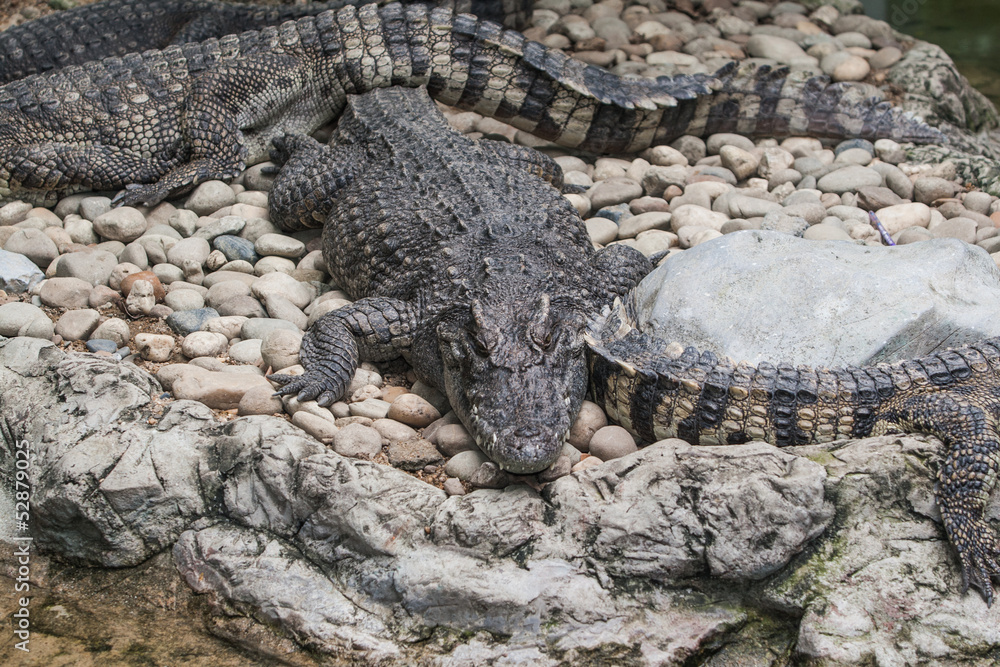 Crocodile Crocodile