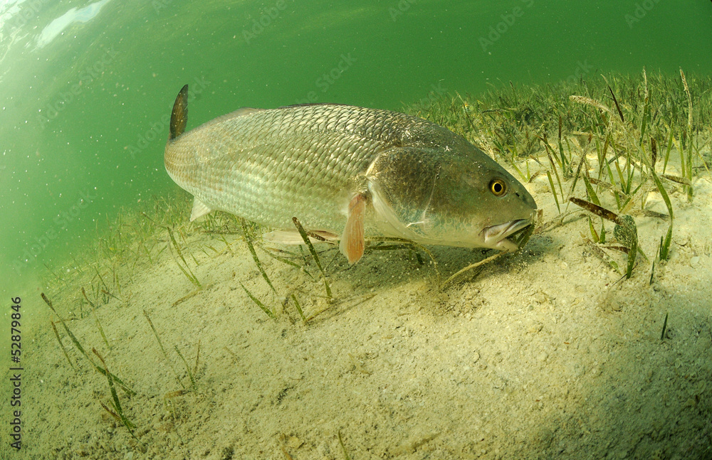 Fototapeta premium redfish in ocean