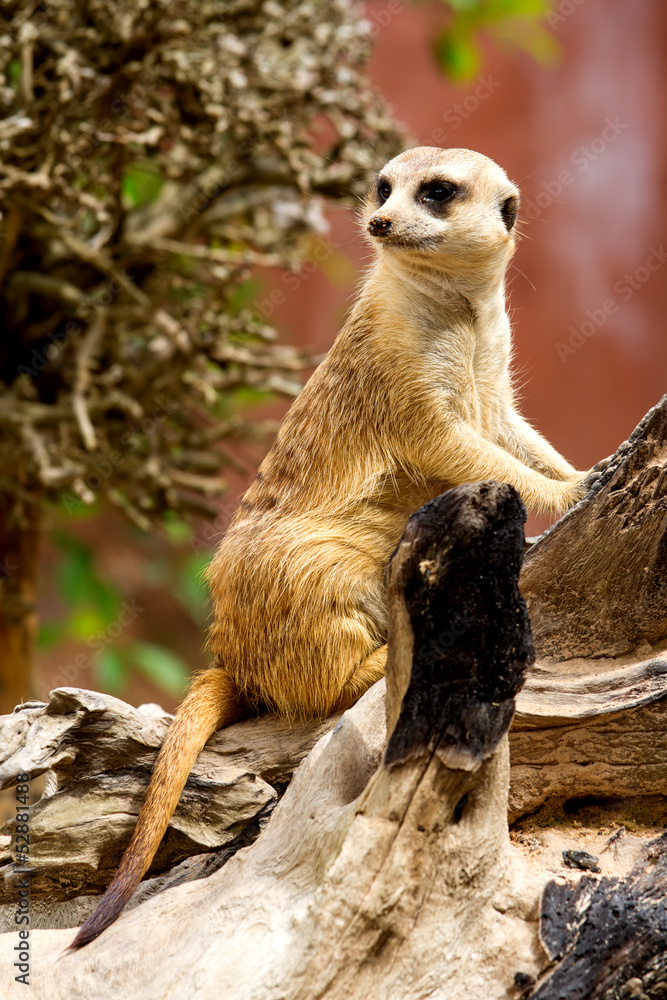 Fototapeta premium Meerkat