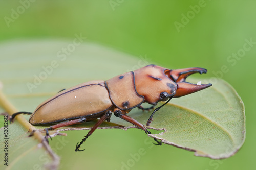 Beautiful stag beetle, Prosopocoilus occipitalis