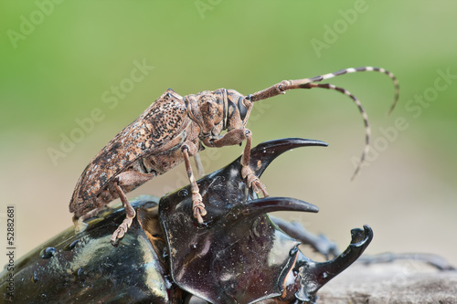 A longhorn beetle on a rhinoceros beetle