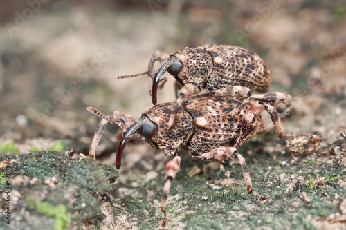 A mating pair of weevils