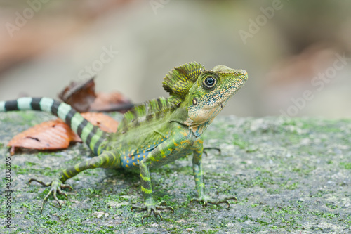 A male angle head lizard with many mosquitoes on him