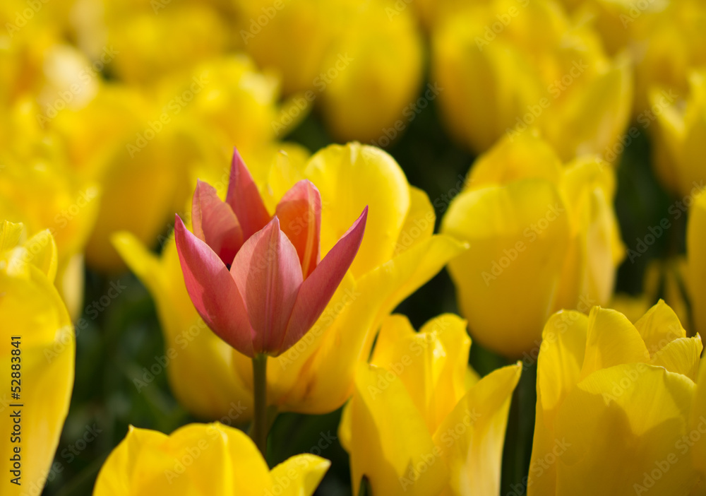 Red tulip in the yellow background Red tulip in the yellow background