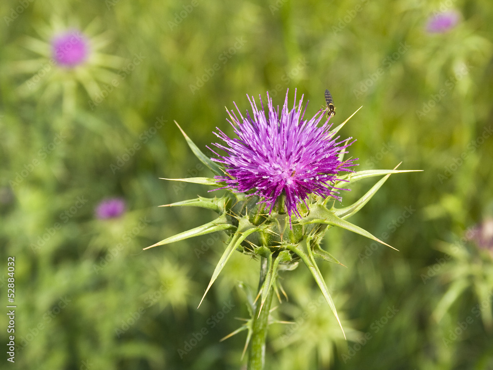 A hoverfly (Sphaerophoria scripta) sipping nectar in a thistle A hoverfly (Sphaerophoria scripta) sipping nectar in a thistle