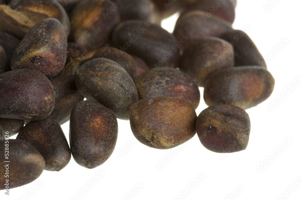 cedar nuts cedar nuts