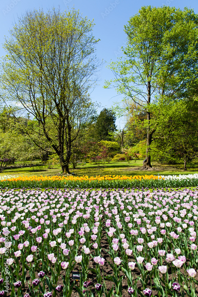 Tulips garden