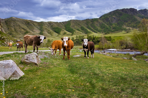 cows graze © Evgenia Tiplyashina