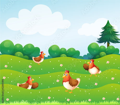 Four chickens at the hills