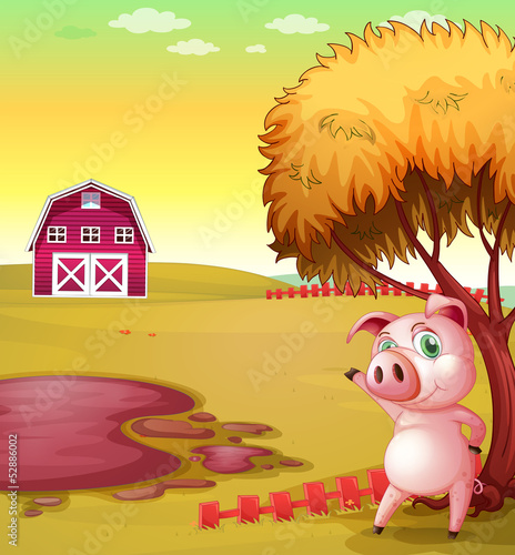 A pig pointing the barn at the pig farm