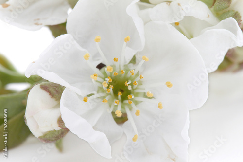 Fototapeta Naklejka Na Ścianę i Meble -  fleur de cerisier