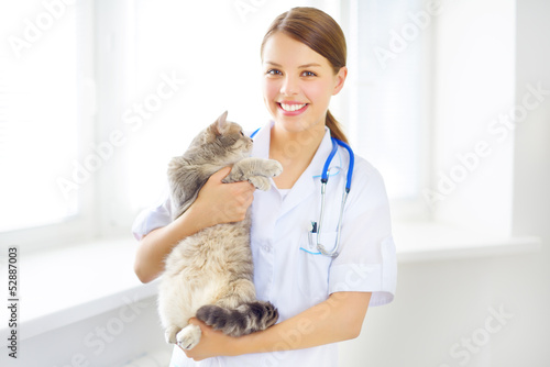 veterinarian with a scottish cat